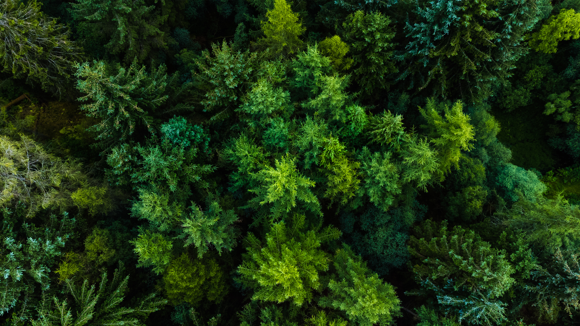 Curious cow looking to the camera at cattle farm.