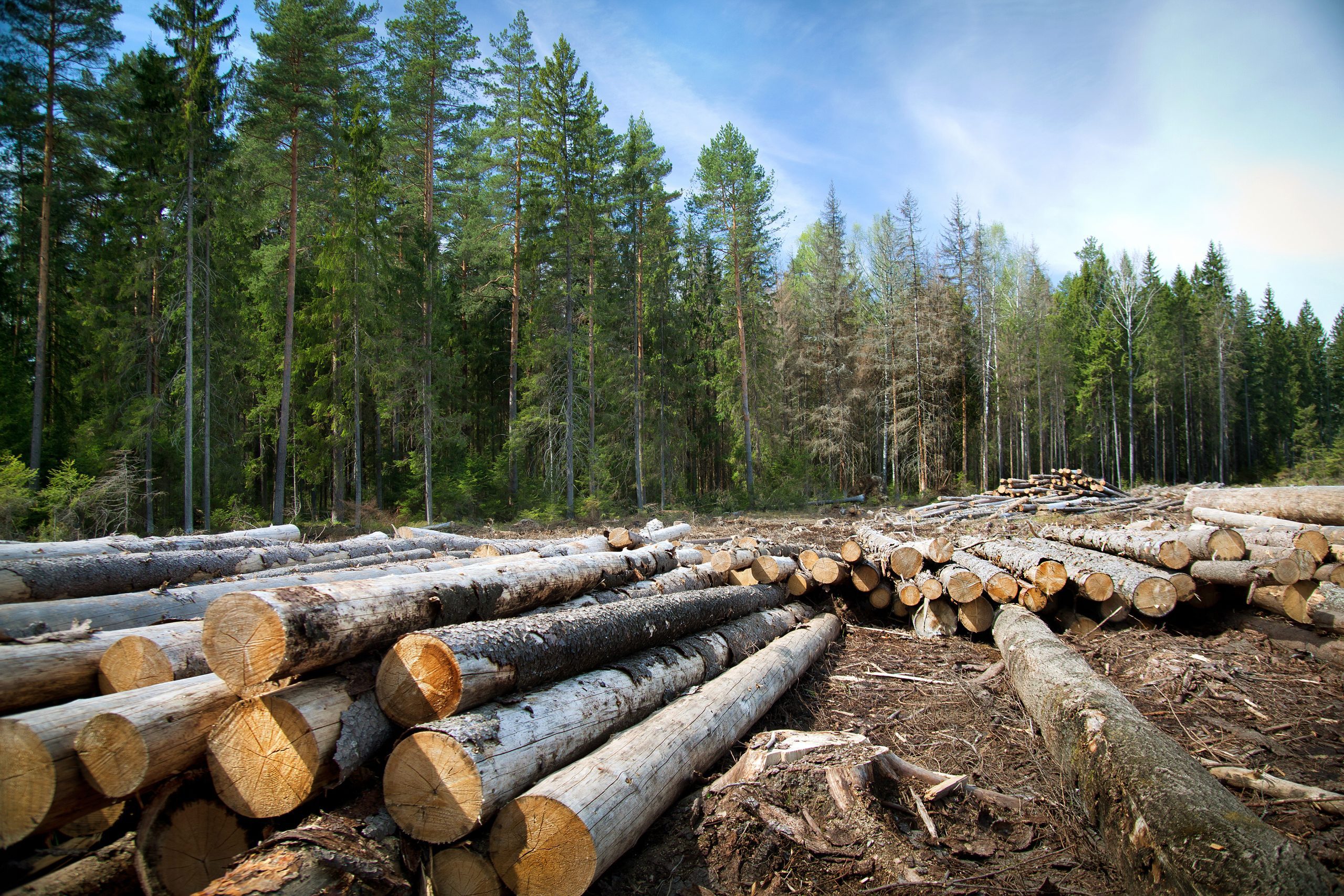 Deforestation in rural areas. Timber harvesting. Deforestation in rural areas. Timber harvesting.
