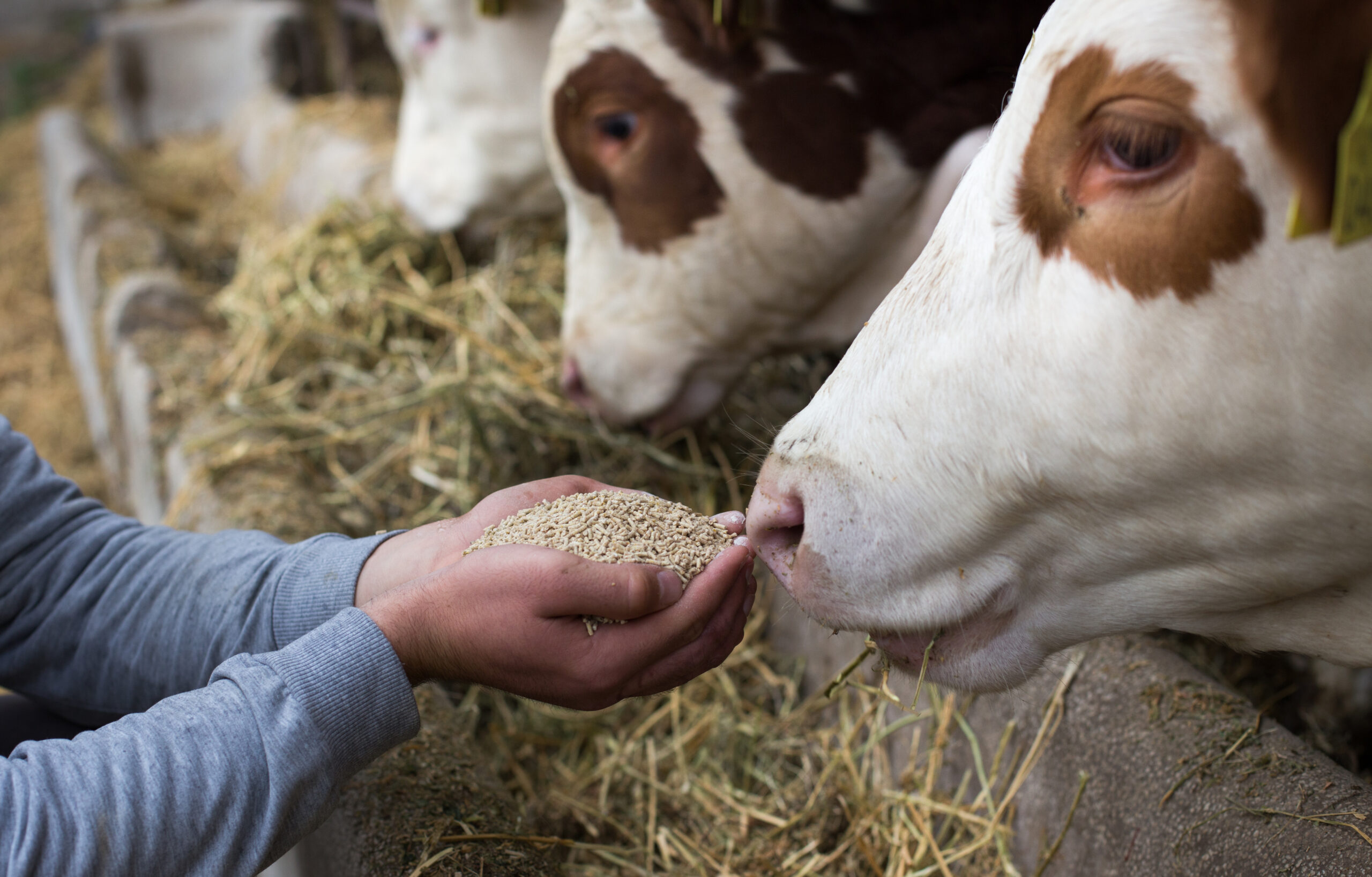 Farmer giving granules to cows Farmer giving granules to cows