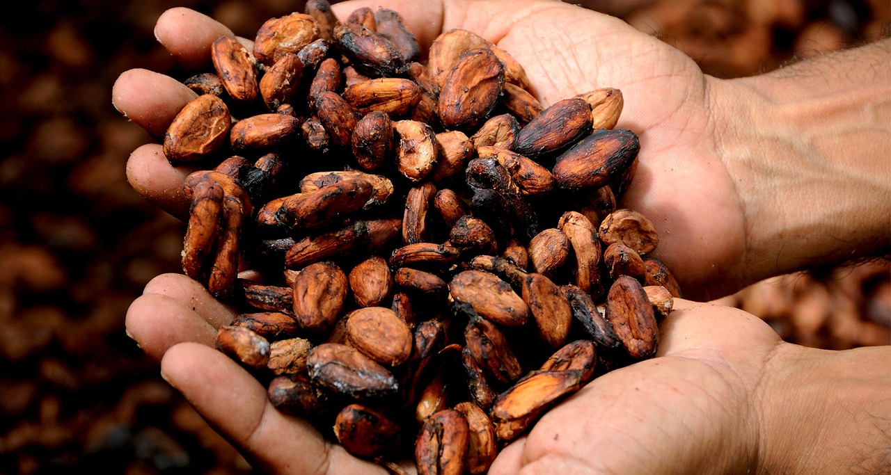 hands-cacao-eudr hands-cacao-eudr