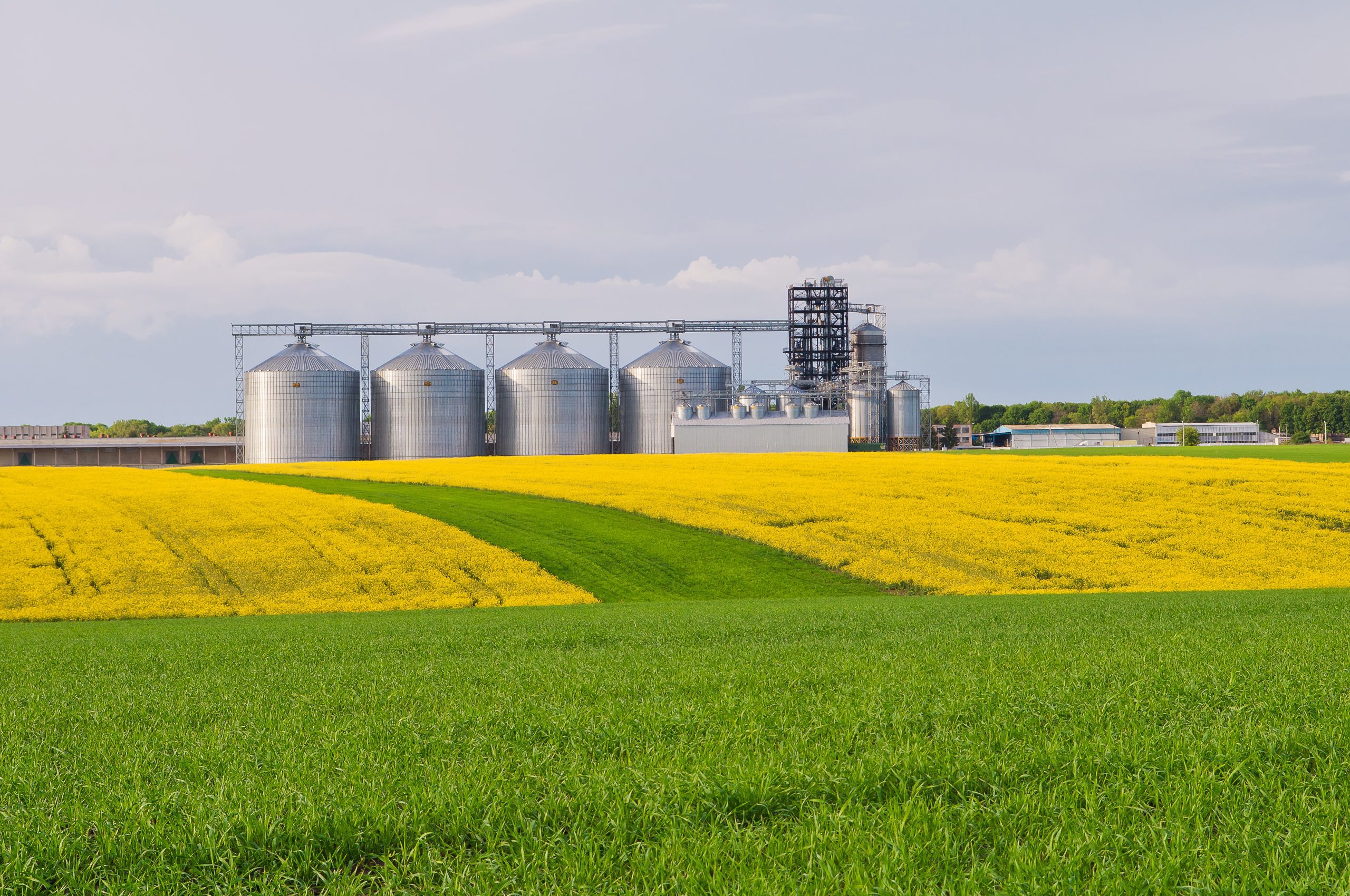 Several granaries with a field of blooming canola and wheat in the foreground Several granaries with a field of blooming canola and wheat in the foreground