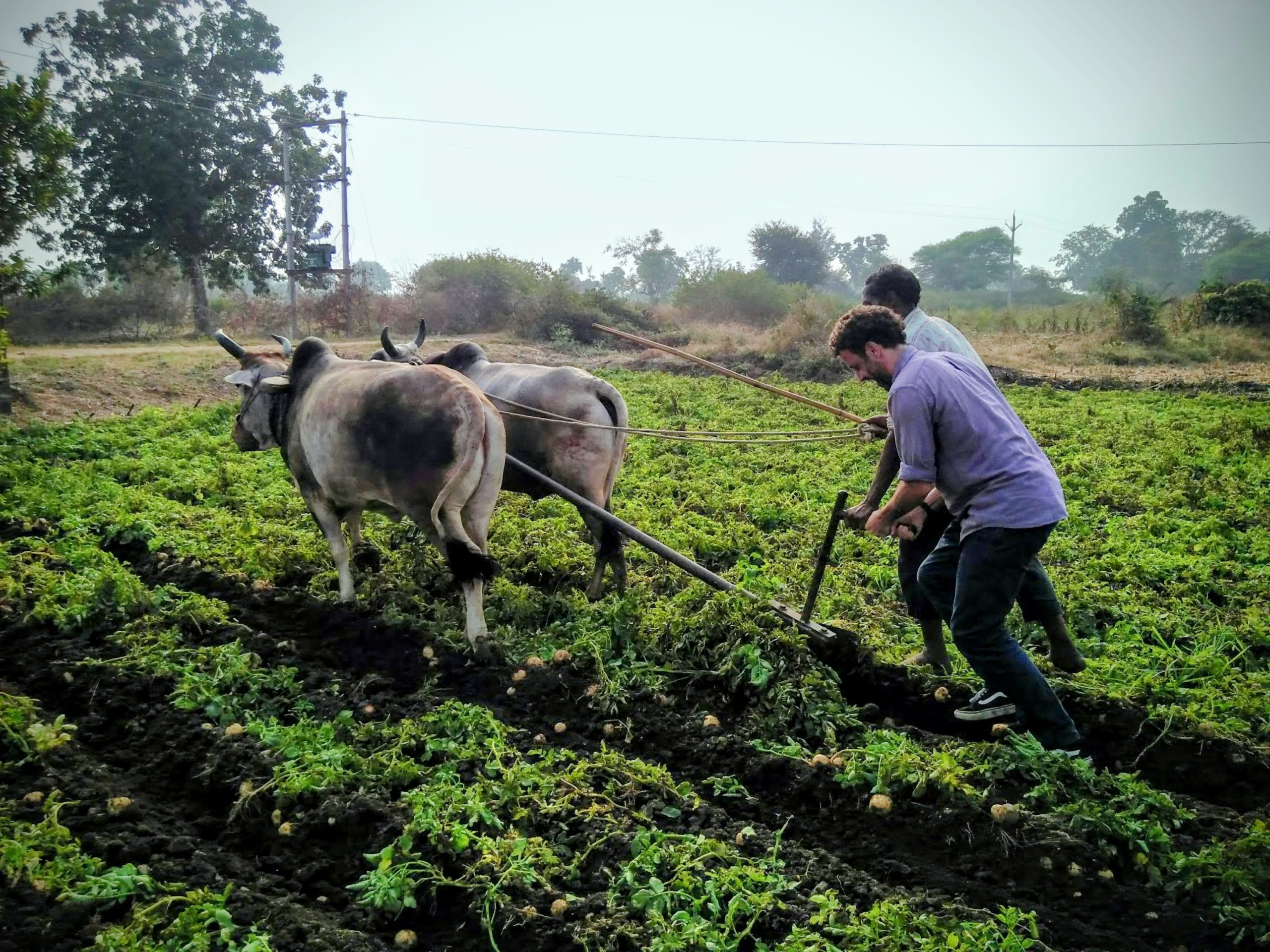 reuben ploughing