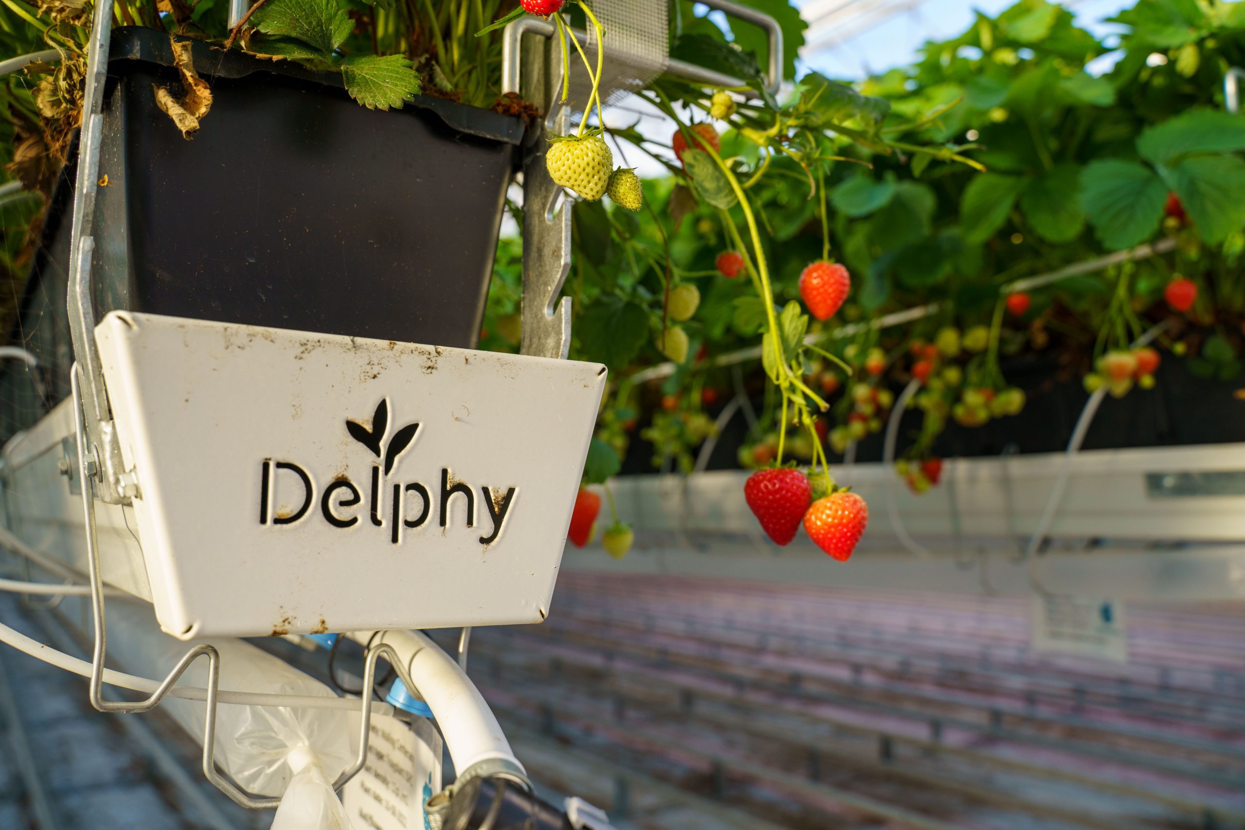 Delphy – research