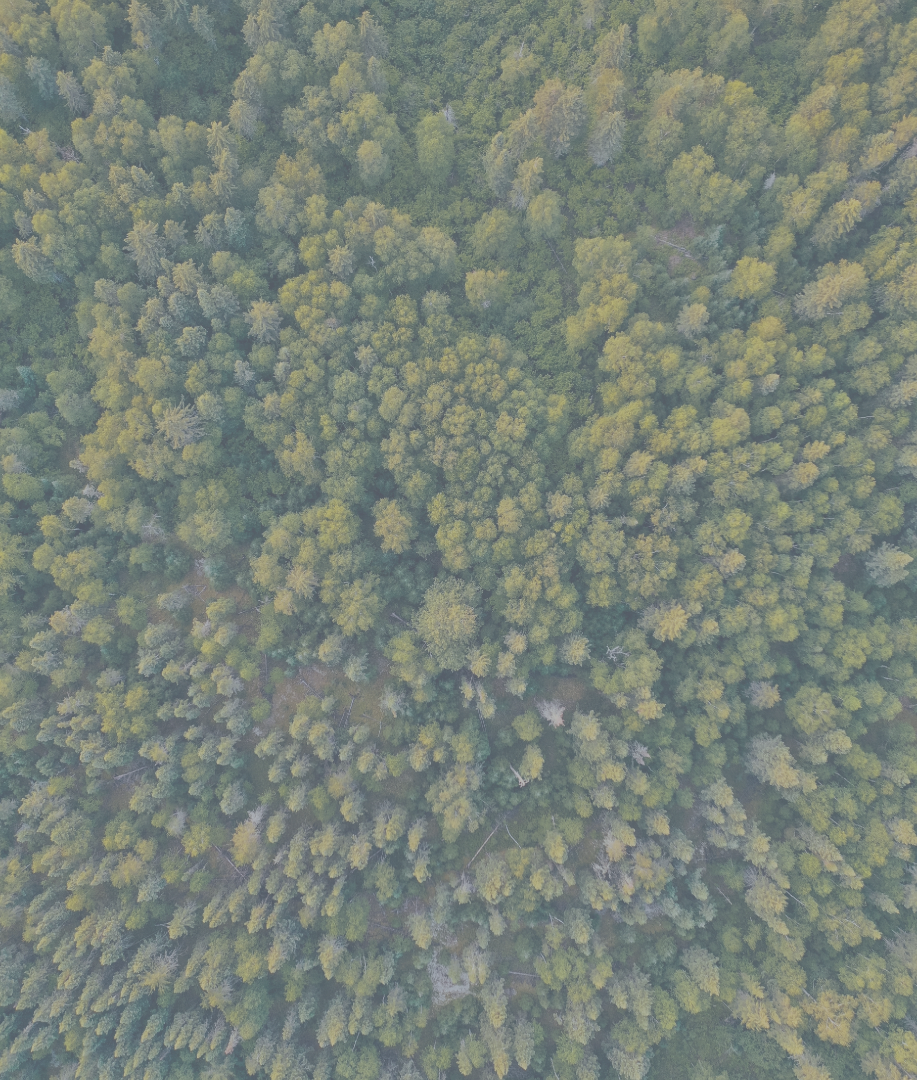 geoservices-forest-canopy